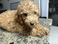 Sue, a female Goldendoodle for sale in Wellington, FL – 1 of 1