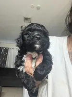 Rocky, a male Shih Tzu for sale in Wellington, FL – 3 of 3