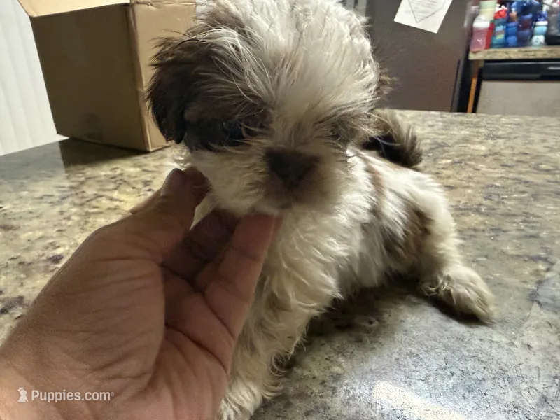 Gucci  – Shih Tzu puppy for sale in Wellington, FL
