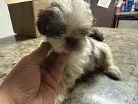 Gucci , a male Shih Tzu for sale in Wellington, FL – 3 of 3