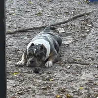 Honey, a female American Bully for sale in Wellington, FL – Photo 2 of 3