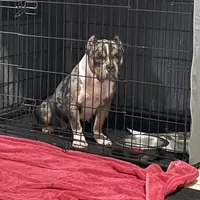 Honey, a female American Bully for sale in Wellington, FL – Photo 1 of 3