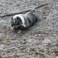 Honey, a female American Bully for sale in Wellington, FL – Photo 3 of 3