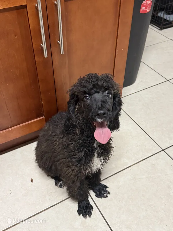 Poodle boy – Poodle - Miniature  puppy for sale in Wellington, FL