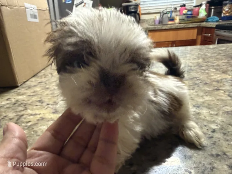 Gucci  – Shih Tzu puppy for sale in Wellington, FL