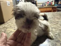 Gucci , a male Shih Tzu for sale in Wellington, FL – 1 of 3