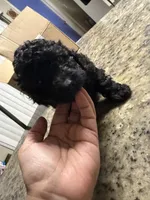 Baby boy, a male Poodle - Toy  for sale in Wellington, FL – 2 of 2