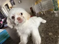 Blanko, a male Shih Tzu for sale in Wellington, FL – 5 of 6