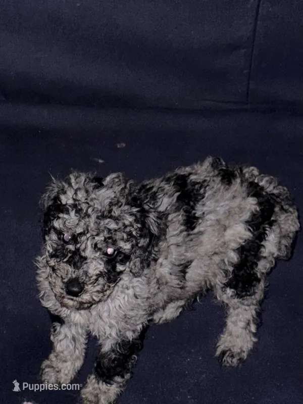 Dots – Poodle - Multi-Colored Standard puppy for sale in Wellington, FL