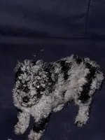 Dots, a female Poodle - Multi-Colored Standard for sale in Wellington, FL – 1 of 2