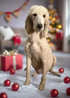 Cookie, a female Goldendoodle for sale in Wellington, FL – 1 of 4
