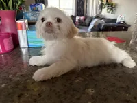 Blanko, a male Shih Tzu for sale in Wellington, FL – 4 of 7