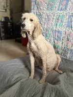 Cookie, a female Poodle - Standard  for sale in Wellington, FL – 4 of 9