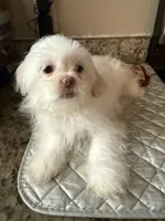 Blanko, a male Shih Tzu for sale in Wellington, FL – 5 of 7