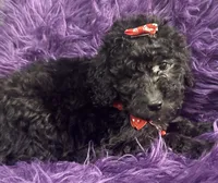 Jill, a female Poodle - Standard  for sale in Wellington, FL – 2 of 7