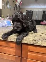 Blk boy, a male Goldendoodle for sale in Wellington, FL – Photo 3 of 4