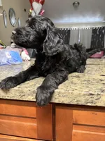 Blk boy, a male Goldendoodle for sale in Wellington, FL – Photo 4 of 4