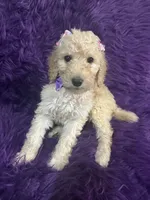 Jazzy , a female Poodle - Standard  for sale in Wellington, FL – 4 of 7
