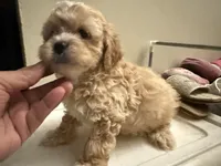 Pup 1, a male Shihpoo for sale in Wellington, FL – 1 of 3