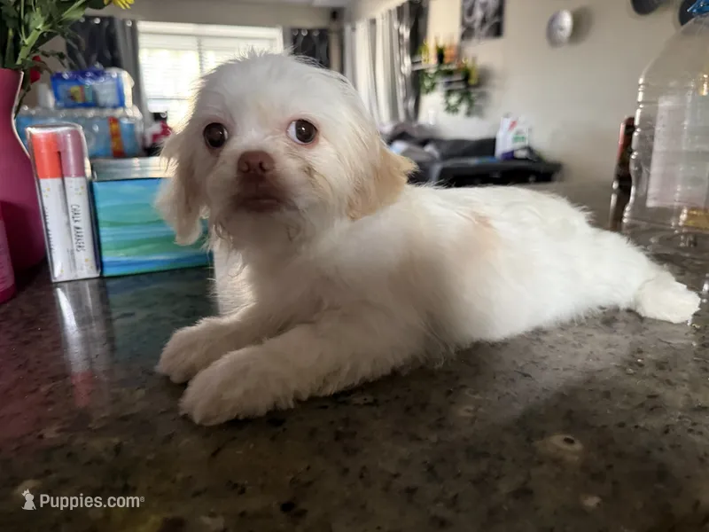 Blanko, a male Shih Tzu for sale in Wellington, FL – 1 of 1