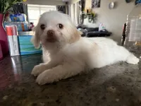 Blanko, a male Shih Tzu for sale in Wellington, FL – 1 of 1