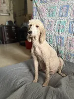 Cookie, a female Poodle - Standard  for sale in Wellington, FL – 6 of 9