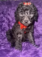 Jill, a female Poodle - Standard  for sale in Wellington, FL – 4 of 7