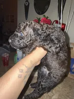 Poodle boy, a male Poodle - Miniature  for sale in Wellington, FL – Photo 4 of 5