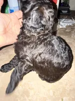 Poodle boy, a male Poodle - Miniature  for sale in Wellington, FL – Photo 1 of 5