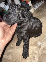 Poodle boy, a male Poodle - Miniature  for sale in Wellington, FL – Photo 3 of 5