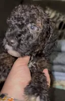 Poodle boy, a male Poodle - Miniature  for sale in Wellington, FL – Photo 2 of 3