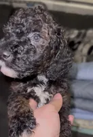 Poodle boy, a male Poodle - Miniature  for sale in Wellington, FL – Photo 1 of 3