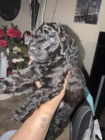 Poodle boy, a male Poodle - Miniature  for sale in Wellington, FL – Photo 5 of 5