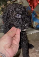 Poodle boy, a male Poodle - Miniature  for sale in Wellington, FL – Photo 3 of 3