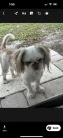 Laz, a male Shih Tzu for sale in Wellington, FL – 4 of 5