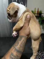 Brownie , a male American Bully for sale in Wellington, FL – 2 of 2