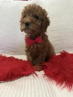 Pink, a female Poodle - Toy  for sale in Wellington, FL – Photo 3 of 7