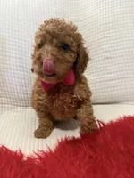 Pink, a female Poodle - Toy  for sale in Wellington, FL – Photo 2 of 7