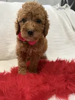 Pink, a female Poodle - Toy  for sale in Wellington, FL – Photo 4 of 7