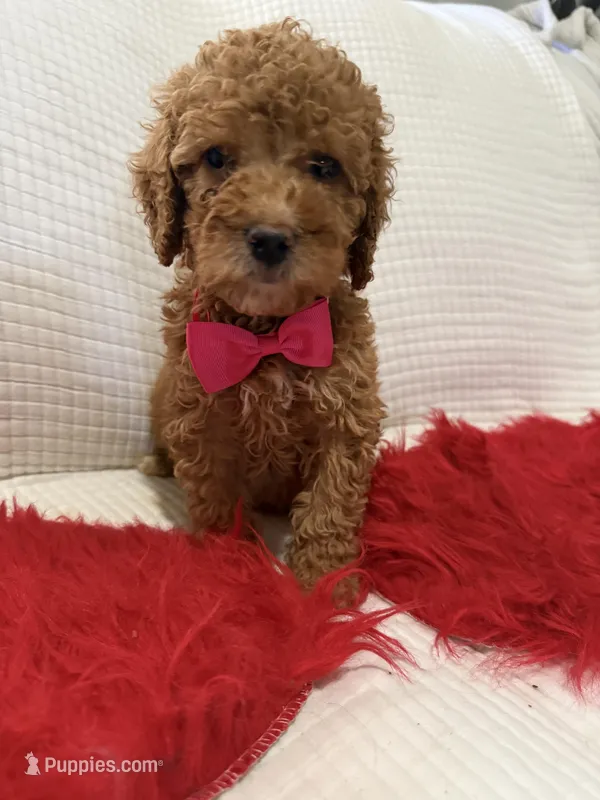 Pink, a female Poodle - Toy  for sale in Wellington, FL – Photo 1 of 7