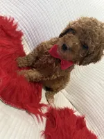 Pink, a female Poodle - Toy  for sale in Wellington, FL – Photo 5 of 7