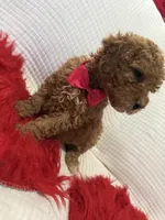 Pink, a female Poodle - Toy  for sale in Wellington, FL – Photo 6 of 7