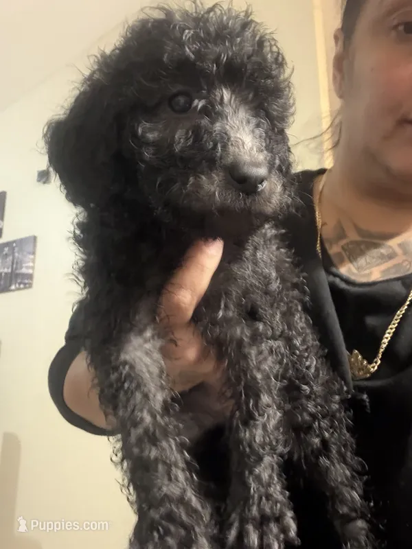 Moon – Poodle - Standard  puppy for sale in Wellington, FL
