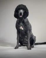 Molly, a female Poodle - Standard  for sale in Wellington, FL – 3 of 7