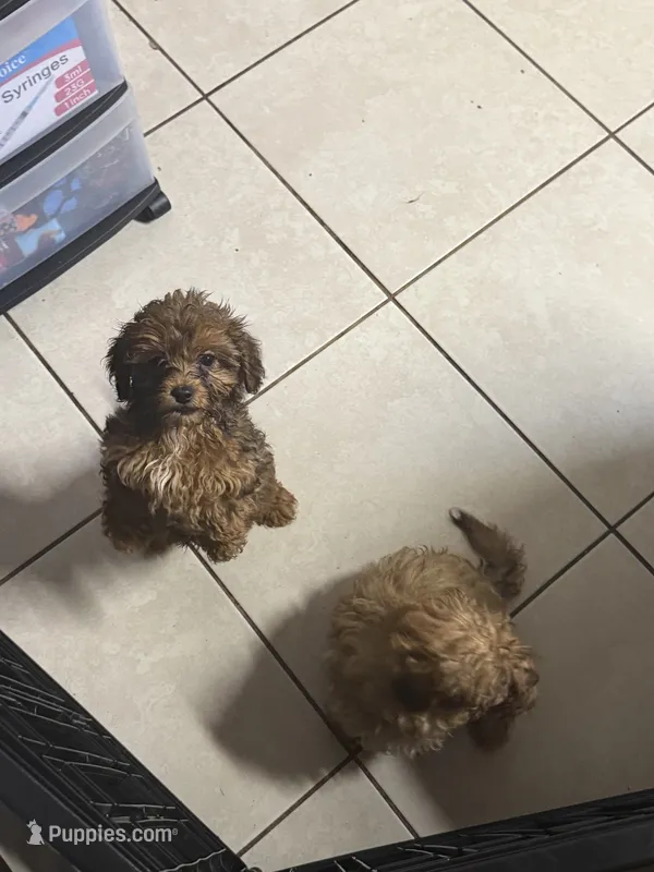 Red – Shihpoo puppy for sale in Wellington, FL