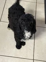 Tuxedo, a male Poodle - Miniature  for sale in Wellington, FL – Photo 4 of 7