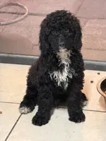 Tuxedo, a male Poodle - Miniature  for sale in Wellington, FL – Photo 7 of 7