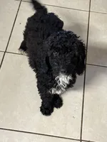 Tuxedo, a male Poodle - Miniature  for sale in Wellington, FL – Photo 6 of 7