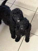 Tuxedo, a male Poodle - Miniature  for sale in Wellington, FL – Photo 5 of 7