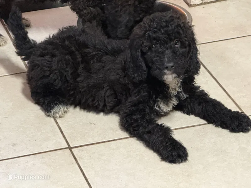 Tuxedo, a male Poodle - Miniature  for sale in Wellington, FL – Photo 1 of 7